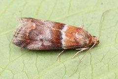 Acrobasis repandana