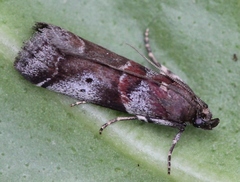 Acrobasis suavella