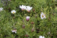 Arctotis aspera aspera