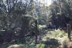 Cyathea australis