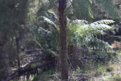 Cyathea australis