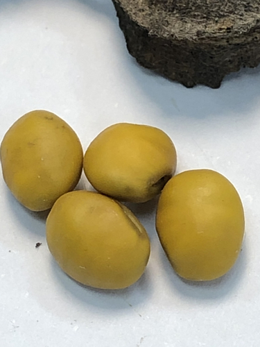 Sophora microphylla iNat (2)