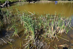 Typha orientalis