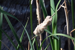 Typha orientalis