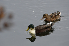 Anas platyrhynchos domesticus