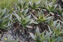 Aloe × schimperi