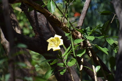 Solandra maxima