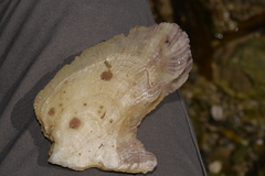 Pteriidae