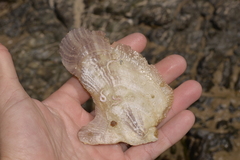 Pteriidae