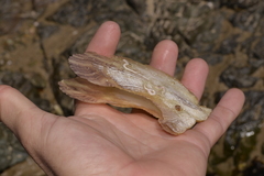 Pteriidae