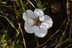 Adenandra uniflora