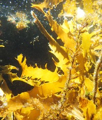 Ecklonia