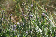Anchusa arvensis orientalis