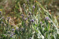 Anchusa arvensis orientalis
