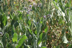 Anchusa arvensis orientalis