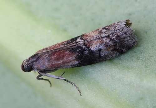 Rhodophaea formosa