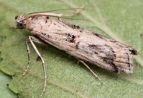 Pempelia genistella