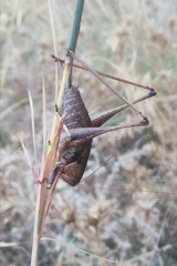 Thyreonotus corsicus