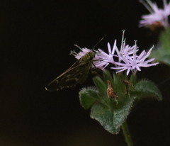 Amblyscirtes aesculapius
