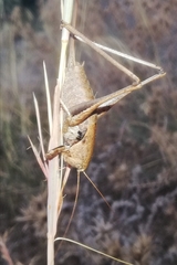 Thyreonotus corsicus