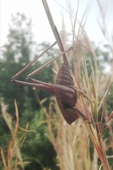 Thyreonotus corsicus