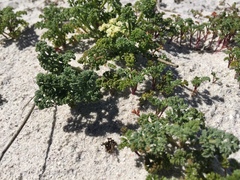 Dasispermum