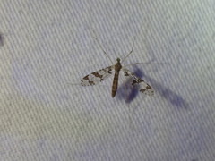 Protanyderus margarita