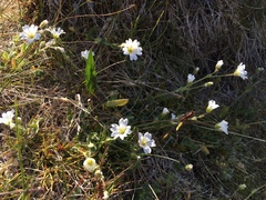 Cerastium nigrescens arcticum