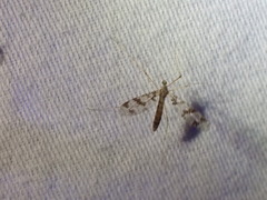 Protanyderus margarita