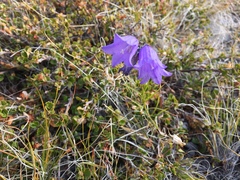 Campanula rotundifolia