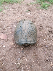 Kinosternon sonoriense