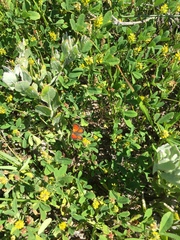 Chrysoritis zonarius zonarius