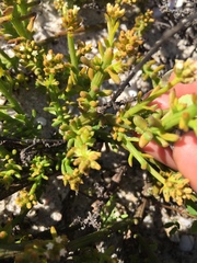 Thesium frisea