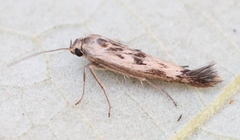 Scythris limbella