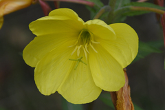 Oenothera glazioviana