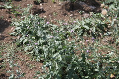 Cirsium arvense vestitum