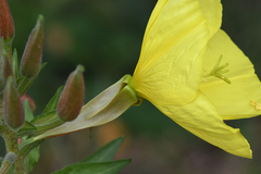 Oenothera glazioviana
