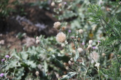 Cirsium arvense vestitum