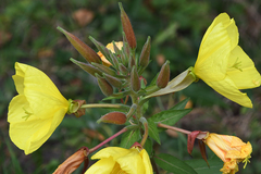 Oenothera glazioviana