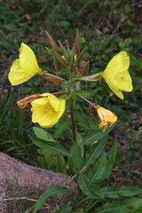 Oenothera glazioviana