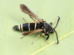 Paranthrene tabaniformis