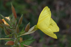 Oenothera glazioviana