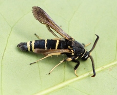 Paranthrene tabaniformis