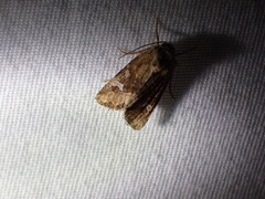 Lacinipolia stricta
