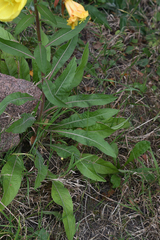 Oenothera glazioviana