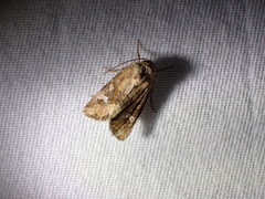 Lacinipolia stricta
