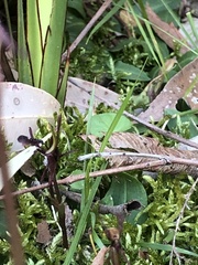 Chiloglottis formicifera