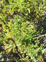 Pelargonium gibbosum
