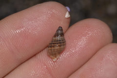 Agnewia tritoniformis