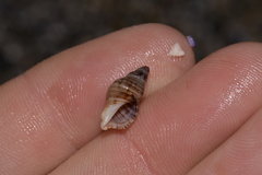 Agnewia tritoniformis